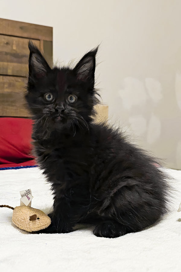 Maserati | Polydactyl Maine Coon Kitten