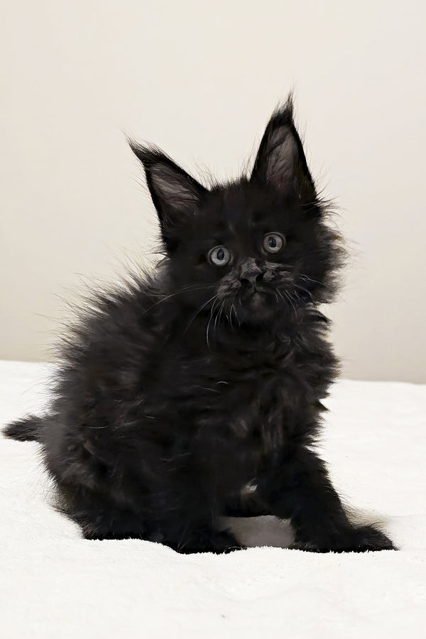 Maserati | Polydactyl Maine Coon Kitten