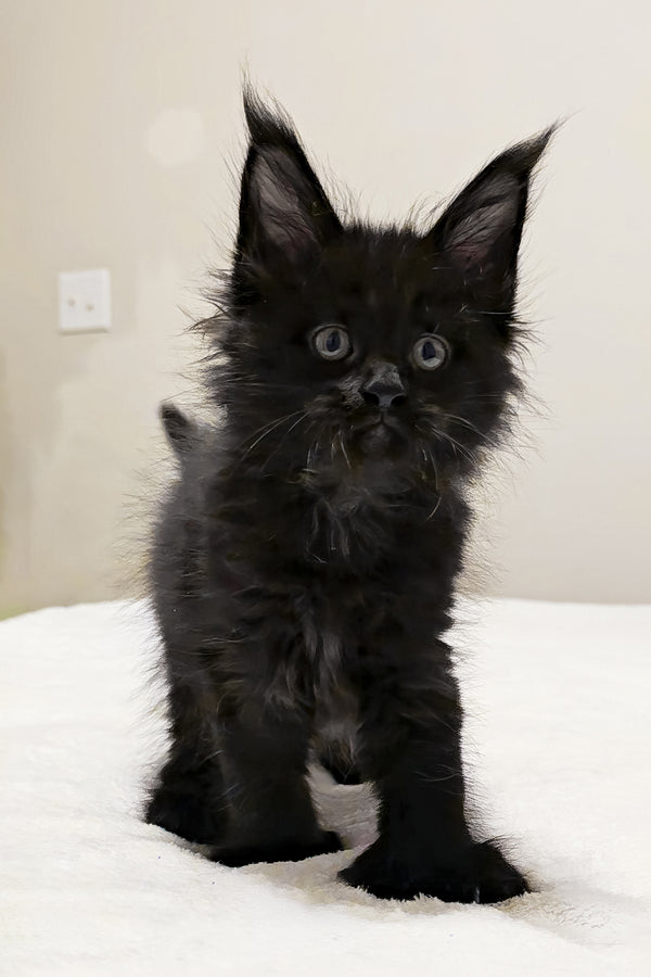 Maserati | Polydactyl Maine Coon Kitten