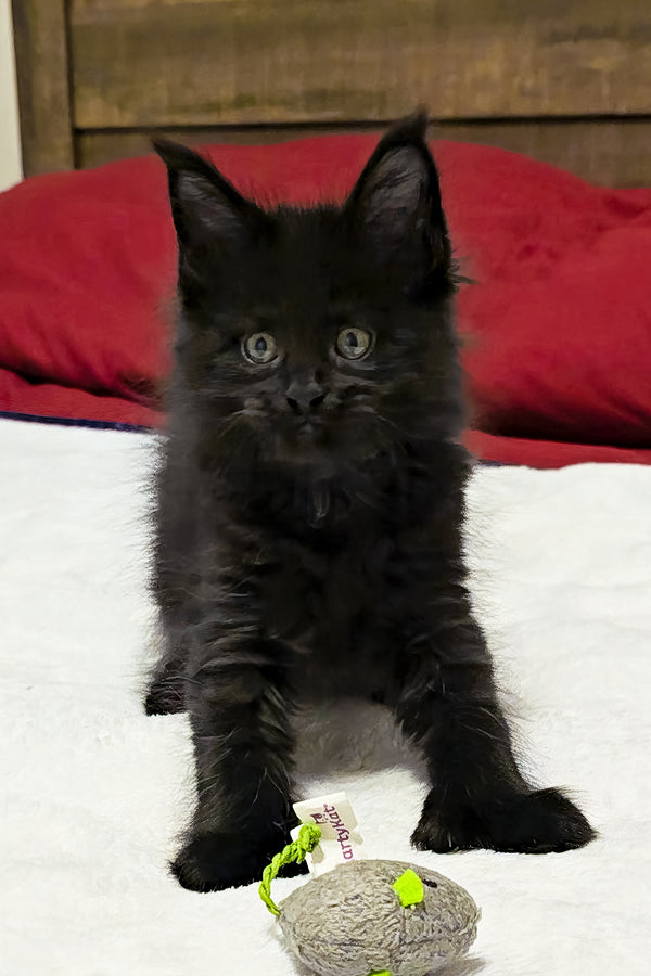 Maserati | Polydactyl Maine Coon Kitten