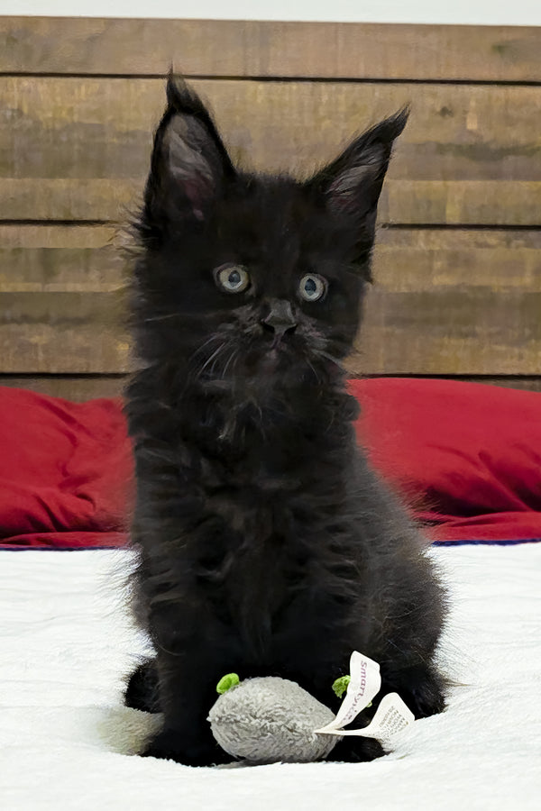 Maserati | Polydactyl Maine Coon Kitten