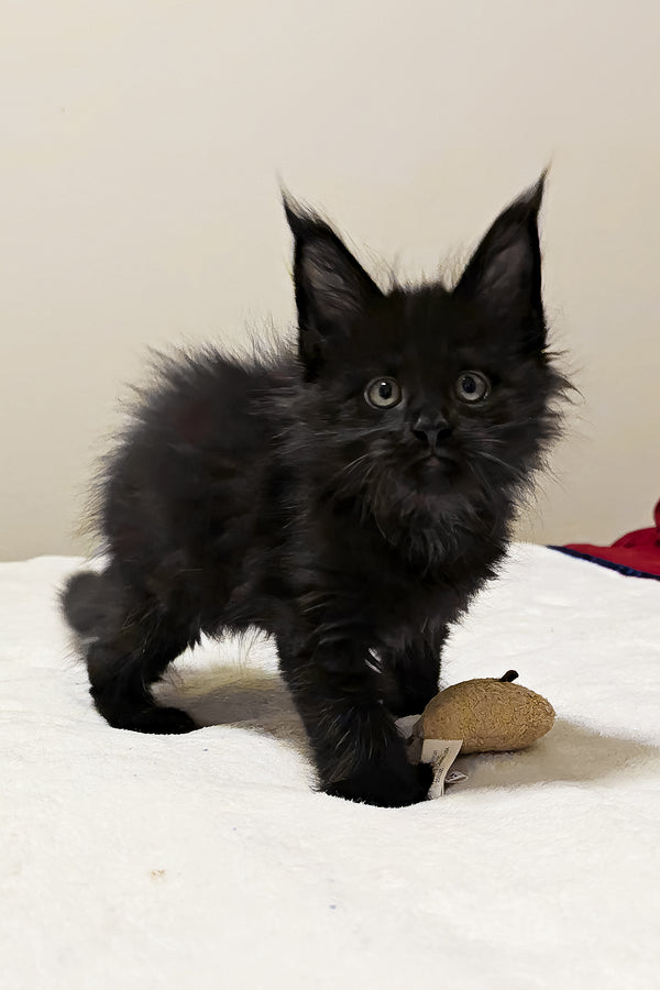 Maserati | Polydactyl Maine Coon Kitten