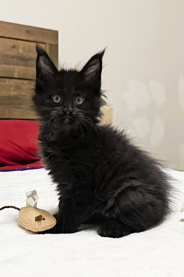 Maserati | Polydactyl Maine Coon Kitten