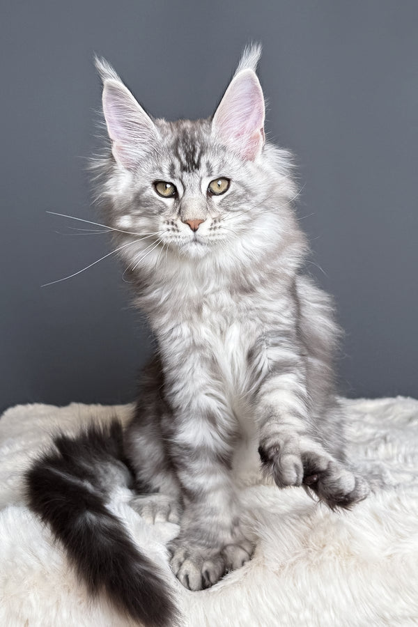 Maximus | Polydactyl Maine Coon Kitten