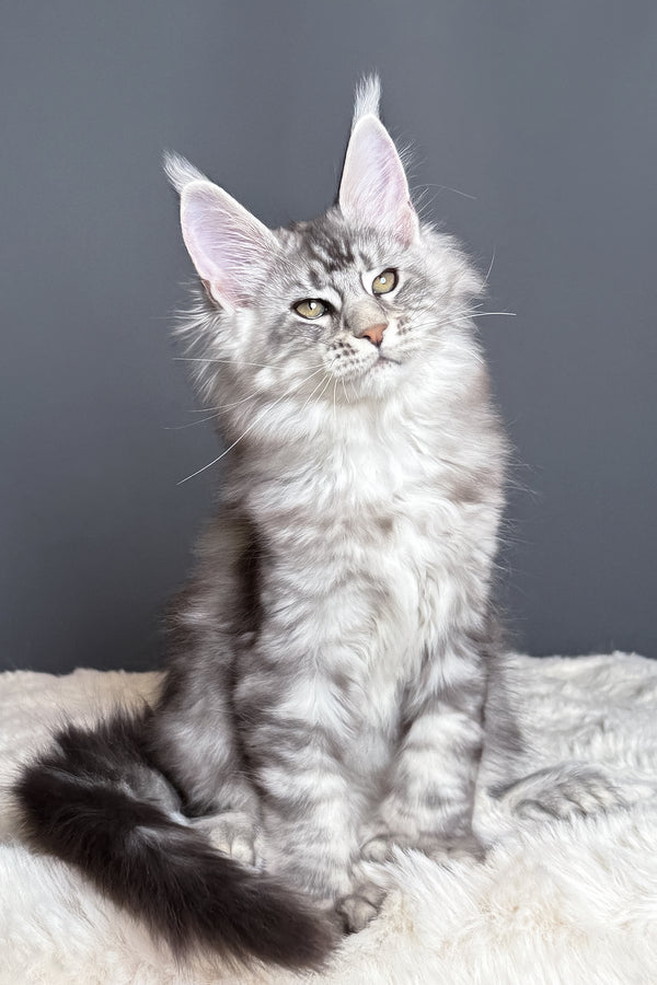 Maximus | Polydactyl Maine Coon Kitten