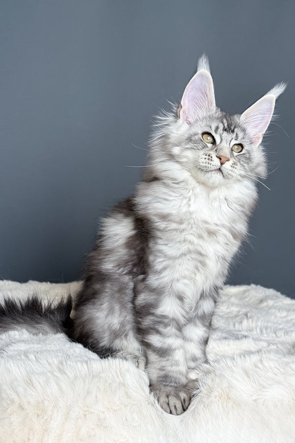 Maximus | Polydactyl Maine Coon Kitten