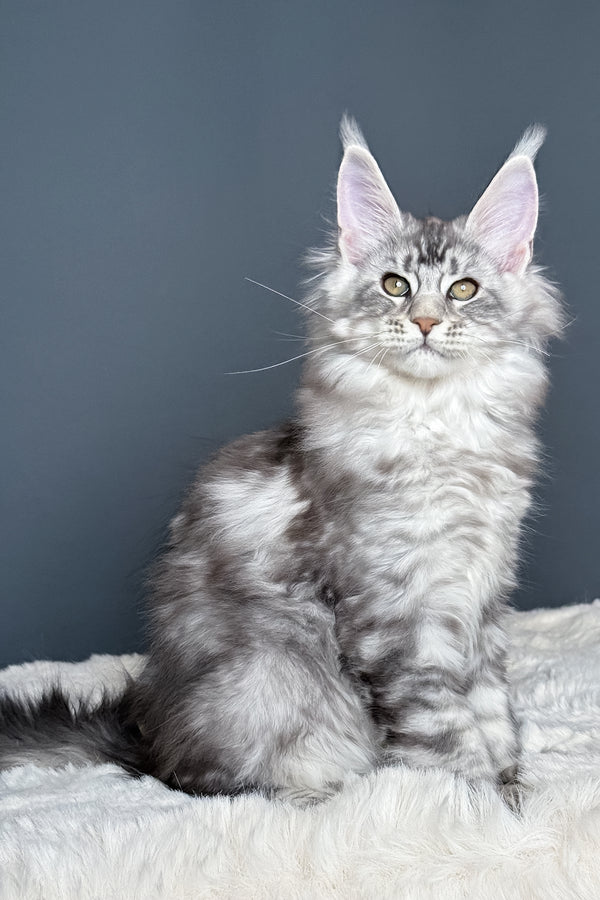 Maximus | Polydactyl Maine Coon Kitten