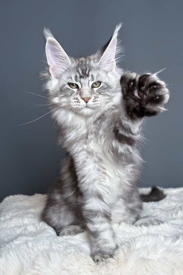Maximus | Polydactyl Maine Coon Kitten