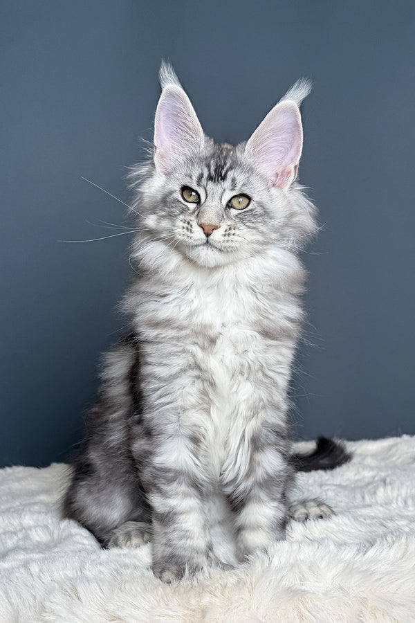 Maximus | Polydactyl Maine Coon Kitten