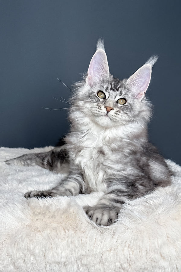 Maximus | Polydactyl Maine Coon Kitten
