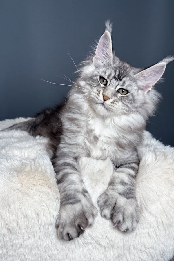 Maximus | Polydactyl Maine Coon Kitten