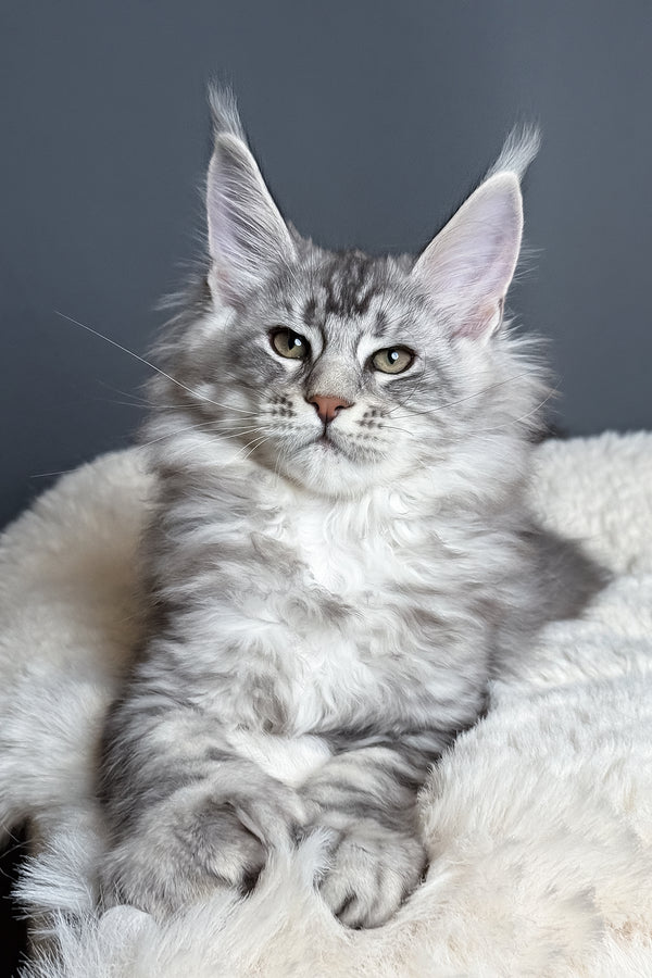 Maximus | Polydactyl Maine Coon Kitten