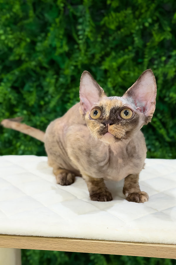 Maya | Devon Rex Kitten