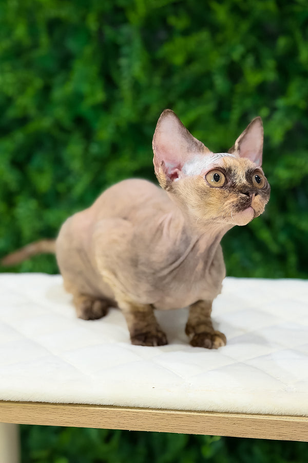 Maya | Devon Rex Kitten