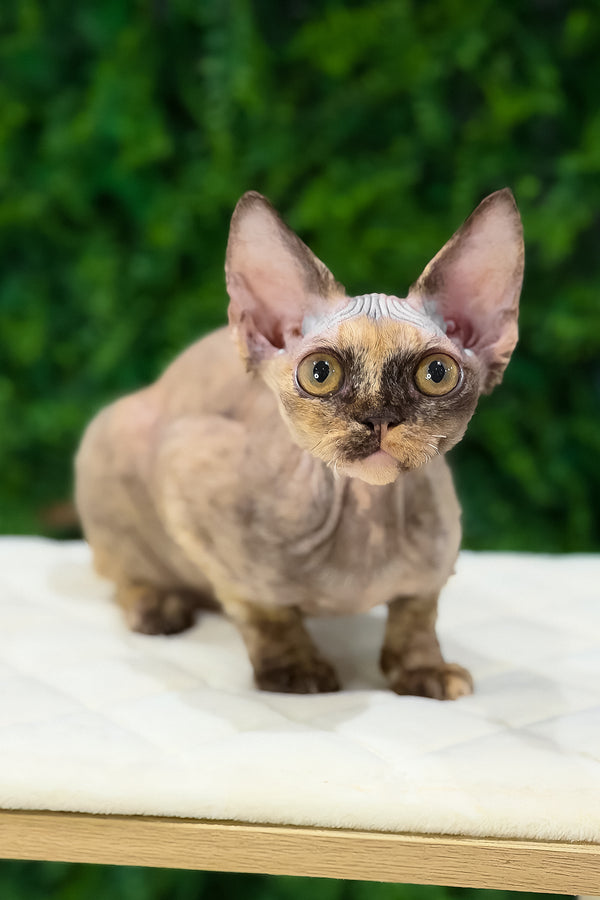 Maya | Devon Rex Kitten