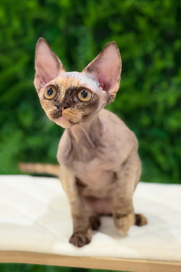 Maya | Devon Rex Kitten