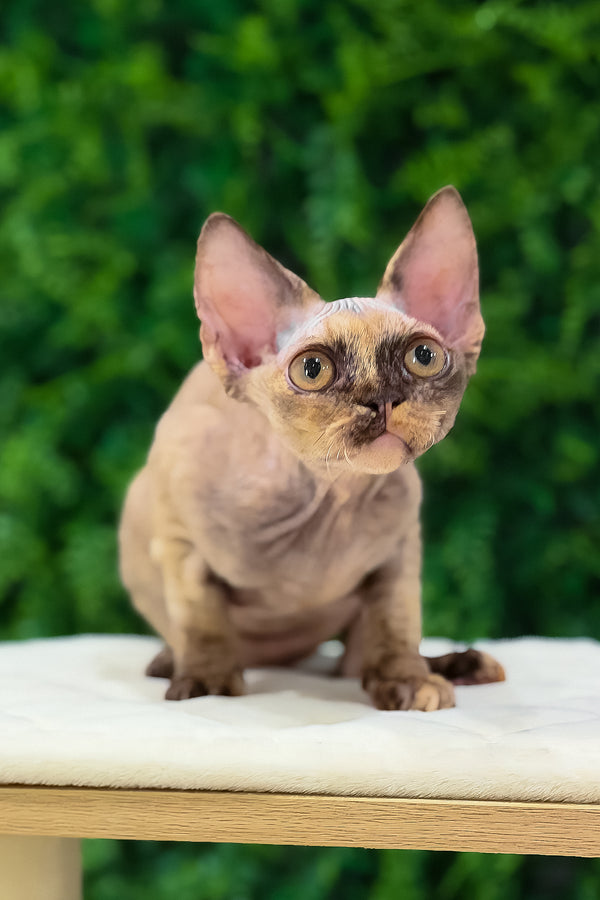 Maya | Devon Rex Kitten