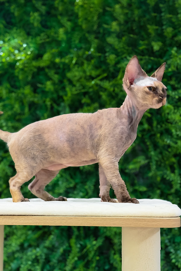 Maya | Devon Rex Kitten