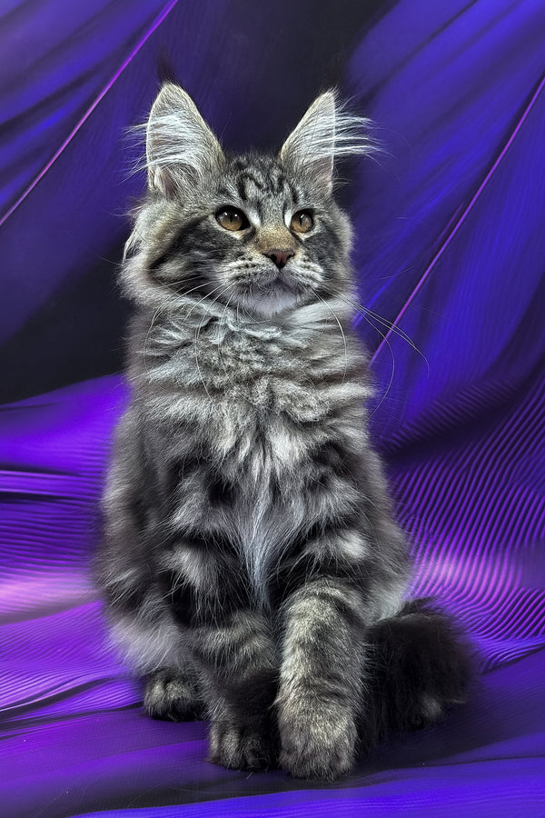 Melissa | Maine Coon Kitten