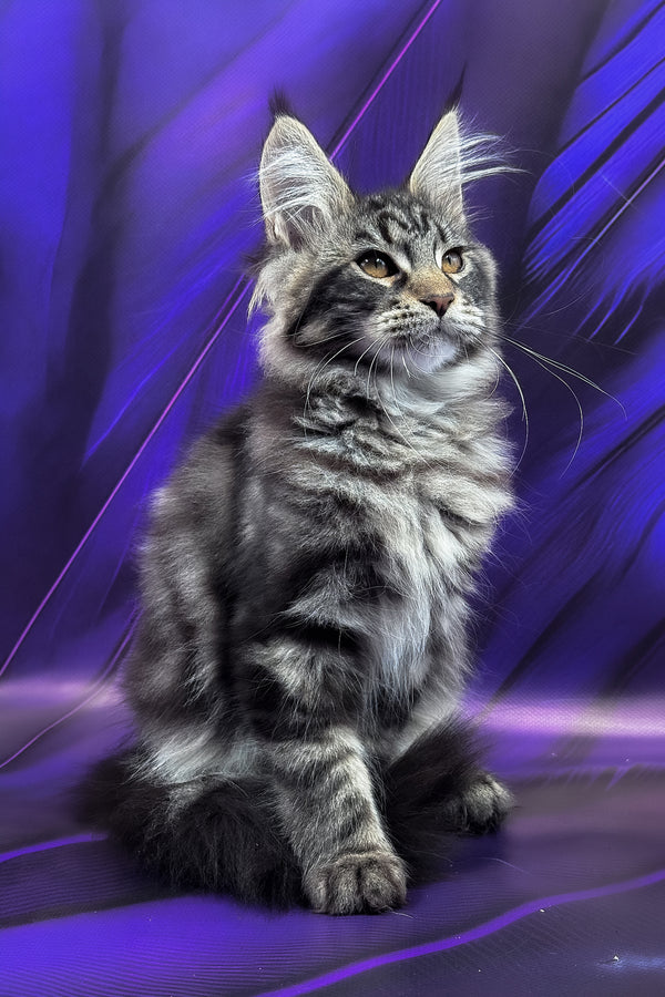 Melissa | Maine Coon Kitten