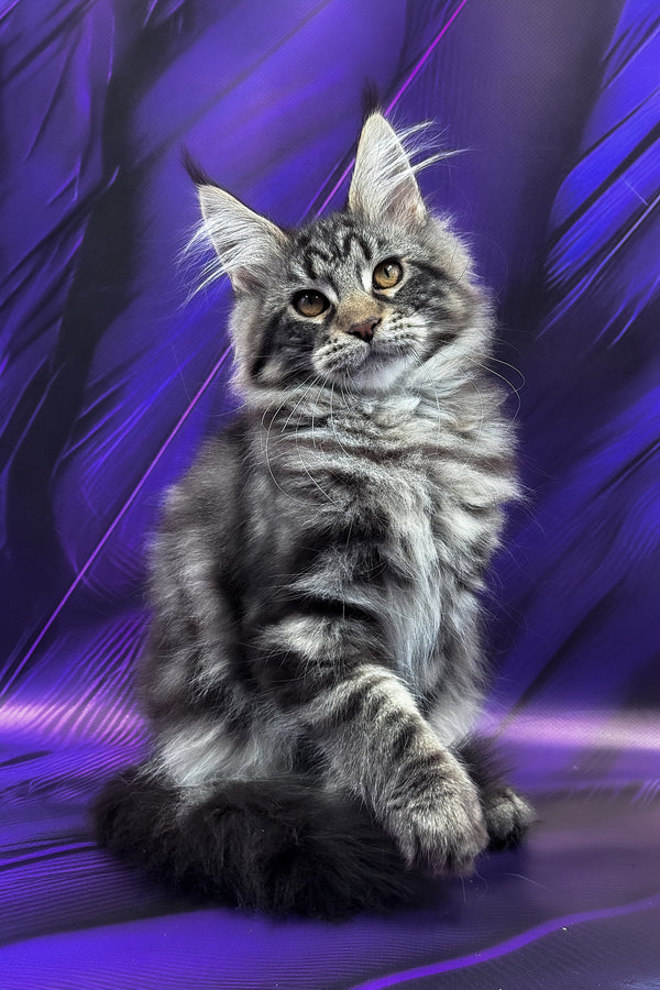Melissa | Maine Coon Kitten