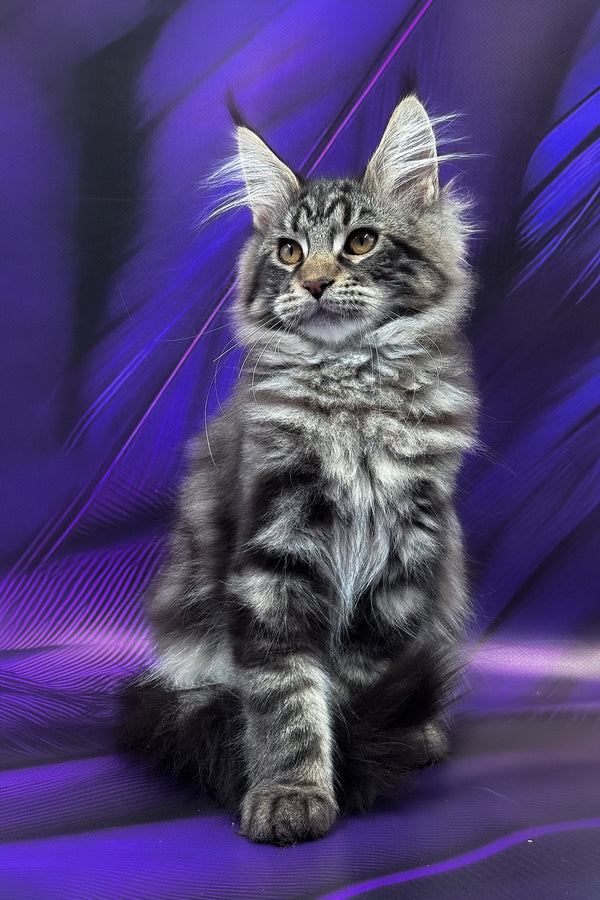 Melissa | Maine Coon Kitten