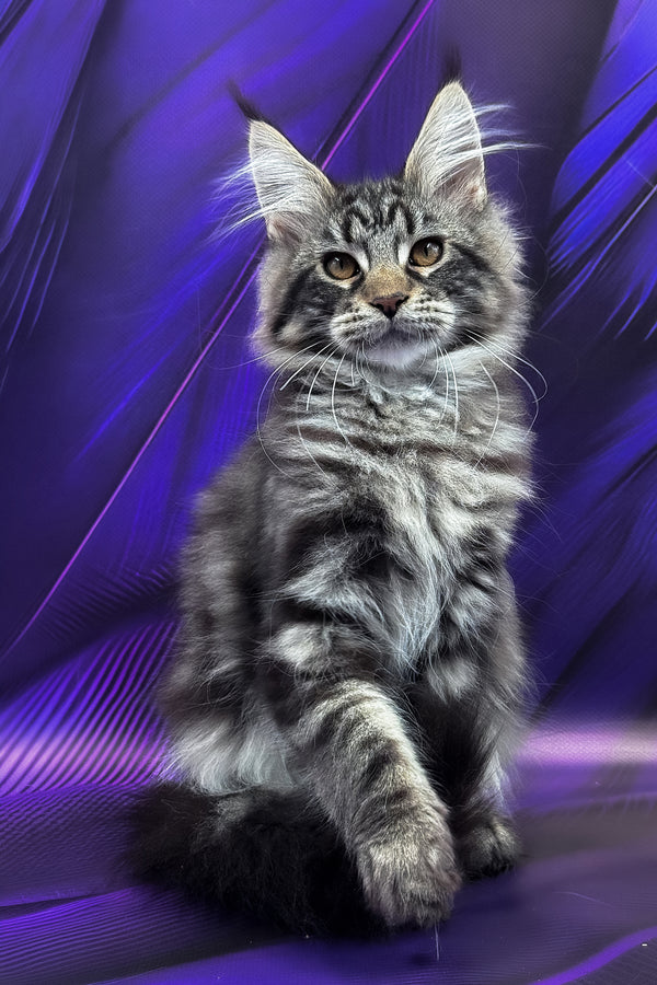 Melissa | Maine Coon Kitten