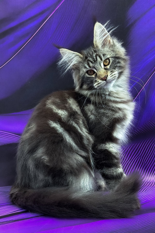 Melissa | Maine Coon Kitten
