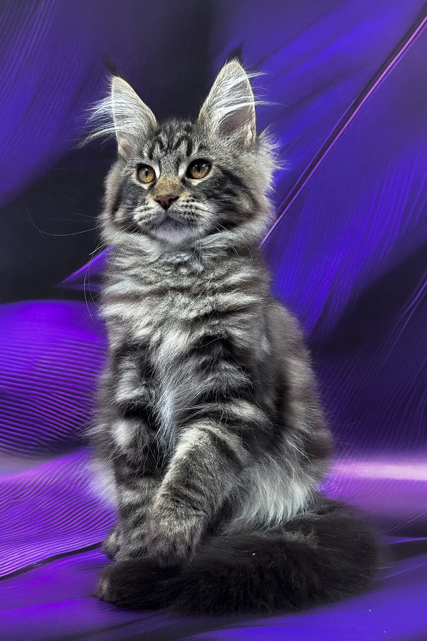 Melissa | Maine Coon Kitten