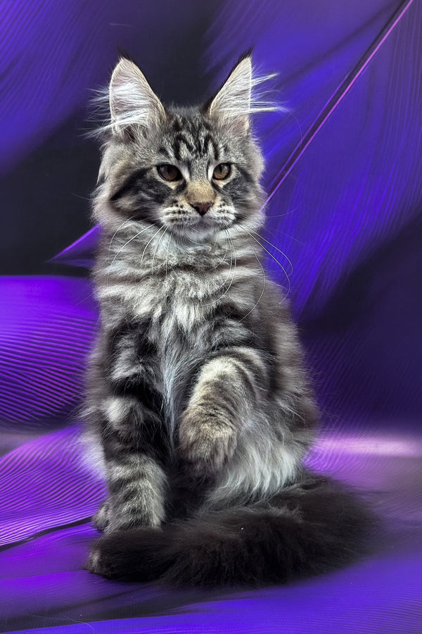 Melissa | Maine Coon Kitten