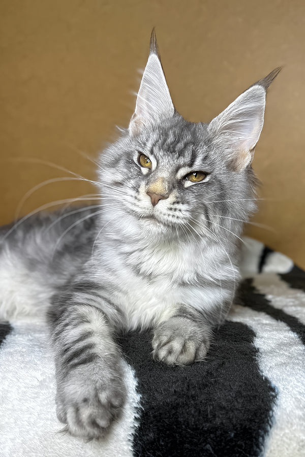 Mellisa | Maine Coon Kitten