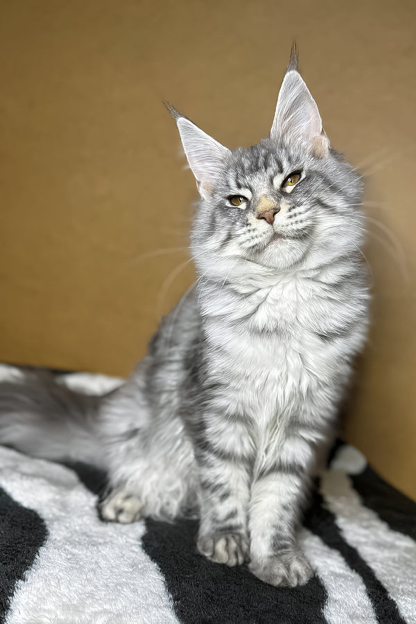 Mellisa | Maine Coon Kitten