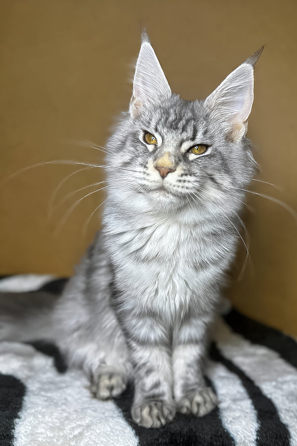 Mellisa | Maine Coon Kitten