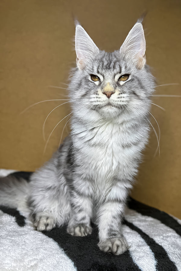 Mellisa | Maine Coon Kitten