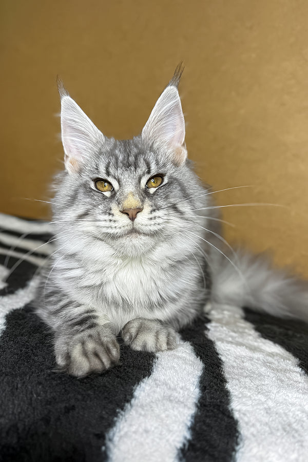 Mellisa | Maine Coon Kitten