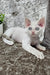 Merlin | Devon Rex Kitten