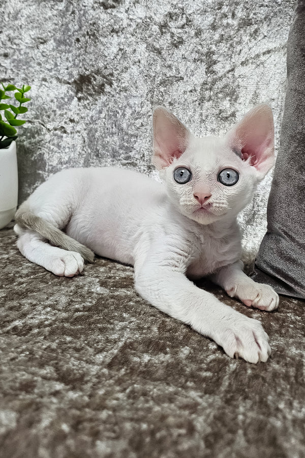 Merlin | Devon Rex Kitten