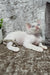 Merlin | Devon Rex Kitten