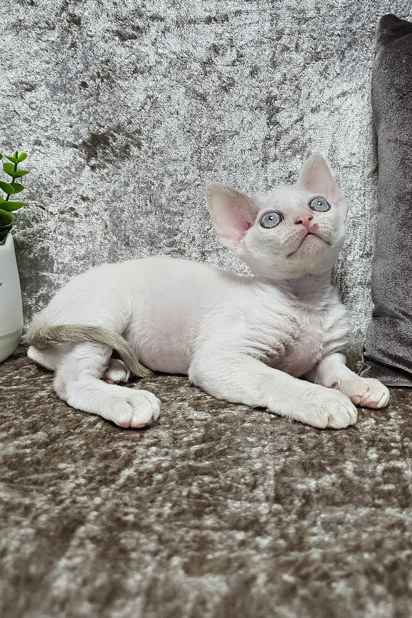 Merlin | Devon Rex Kitten