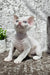 Merlin | Devon Rex Kitten