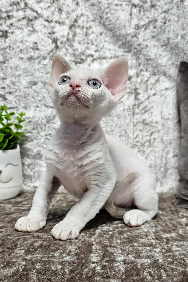 Merlin | Devon Rex Kitten