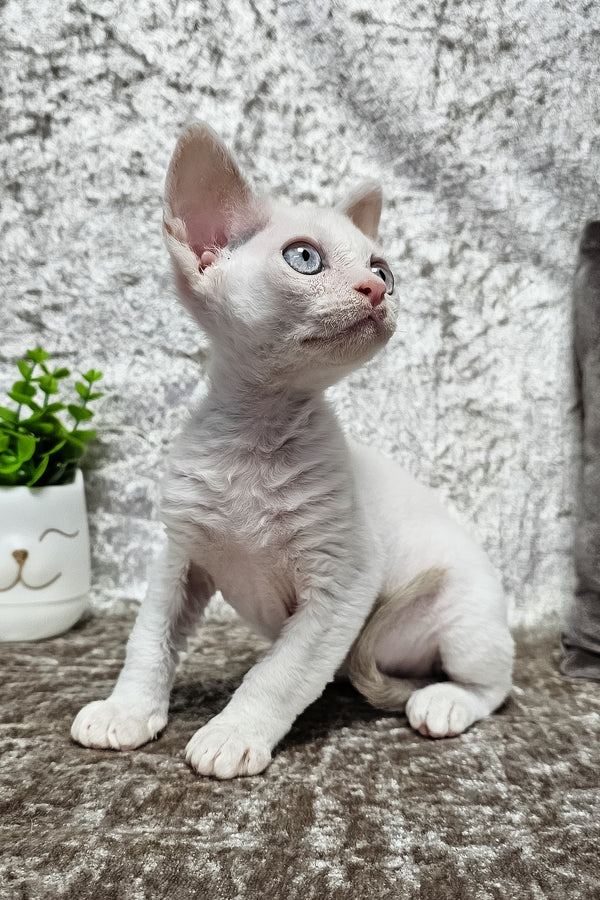 Merlin | Devon Rex Kitten
