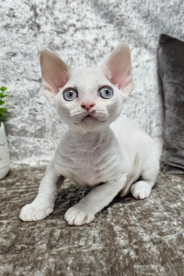 Merlin | Devon Rex Kitten