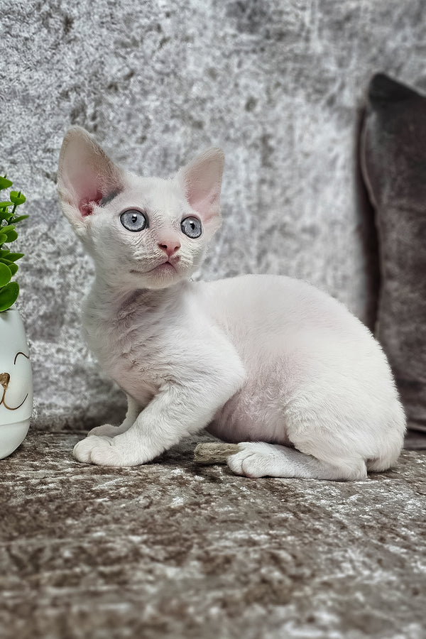 Merlin | Devon Rex Kitten