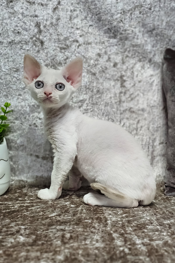 Merlin | Devon Rex Kitten