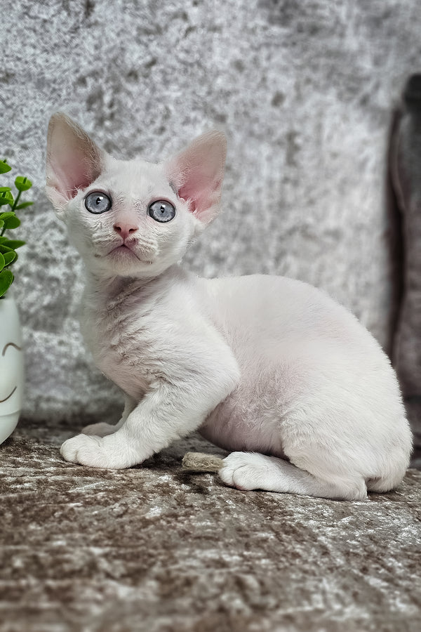Merlin | Devon Rex Kitten