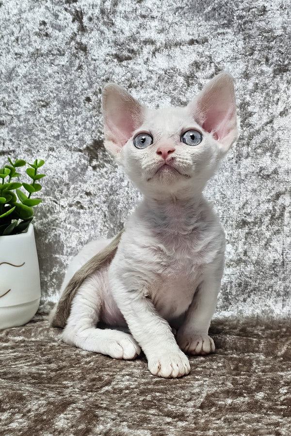 Merlin | Devon Rex Kitten