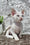 Merlin | Devon Rex Kitten