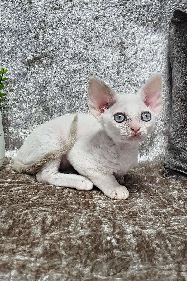Merlin | Devon Rex Kitten