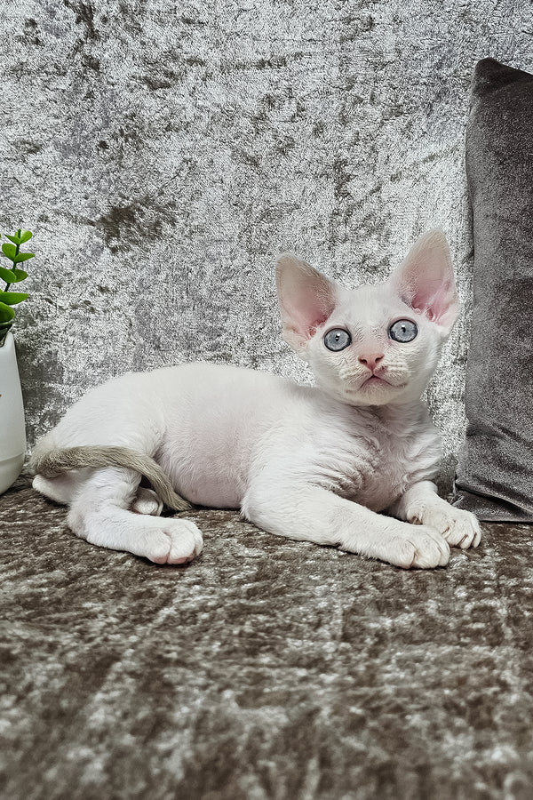 Merlin | Devon Rex Kitten